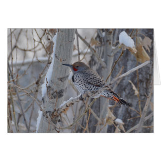 Cartão Sr. Cintilação