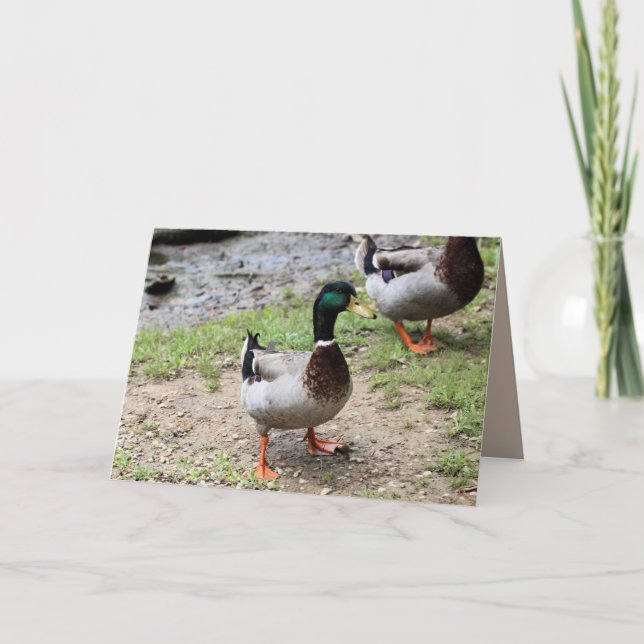 Cartão Sr. Duck (Frente)