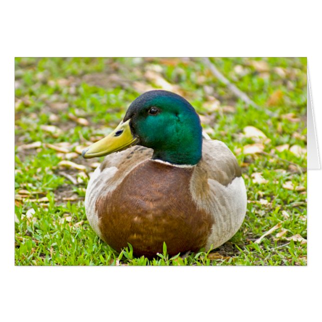 Cartão Sr. Mallard, o Pato (Frente horizontal)