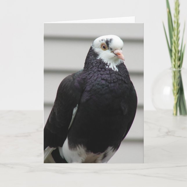 Cartão Sra. Pigeon (Frente)