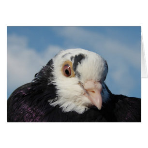 Cartão Srta. Pigeon