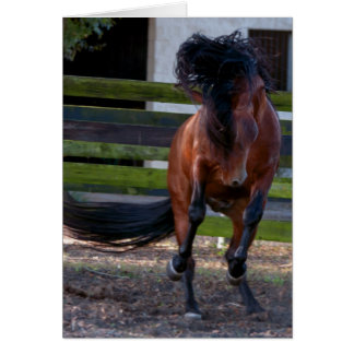 Cartão Stallion Play