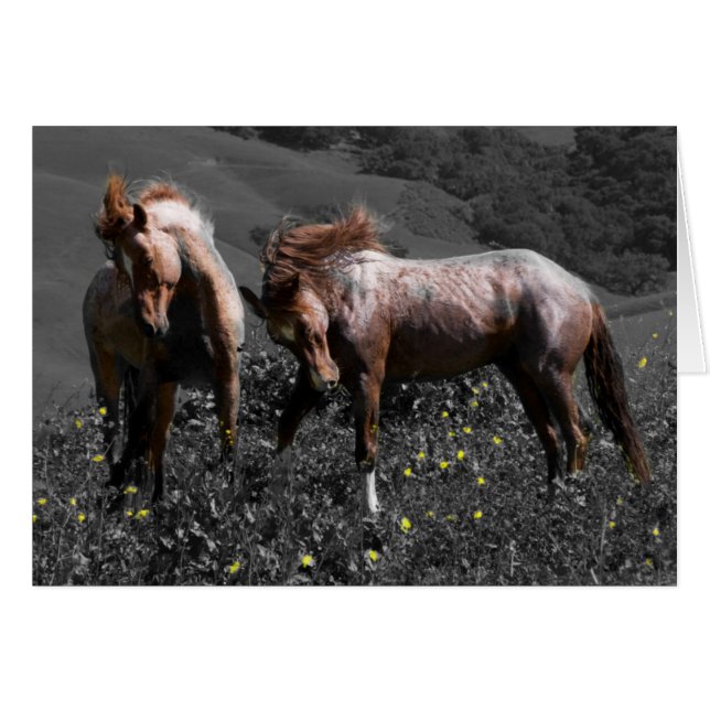 Cartão Stallion Spar (Frente Horizontal)