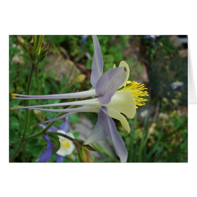 Cartão stanza di vedere (Frente Horizontal)