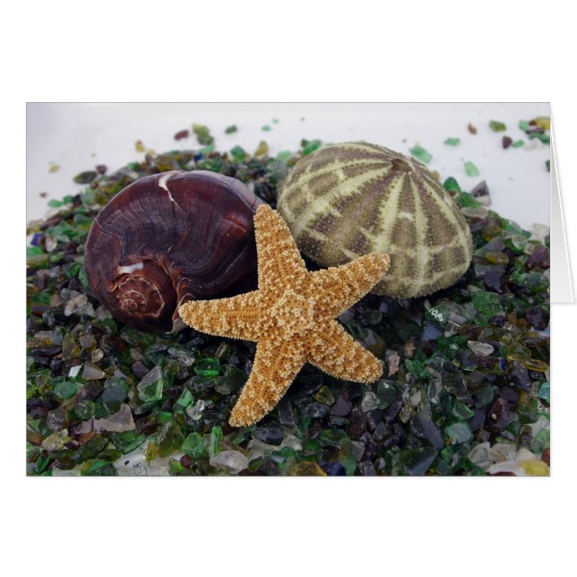 Cartão Star Fish, Shell e Urchin Card (Frente Horizontal)