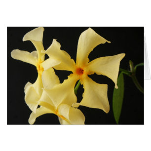 Cartão Star Jasmine Flower gca