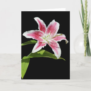 Cartão Stargazer Lily
