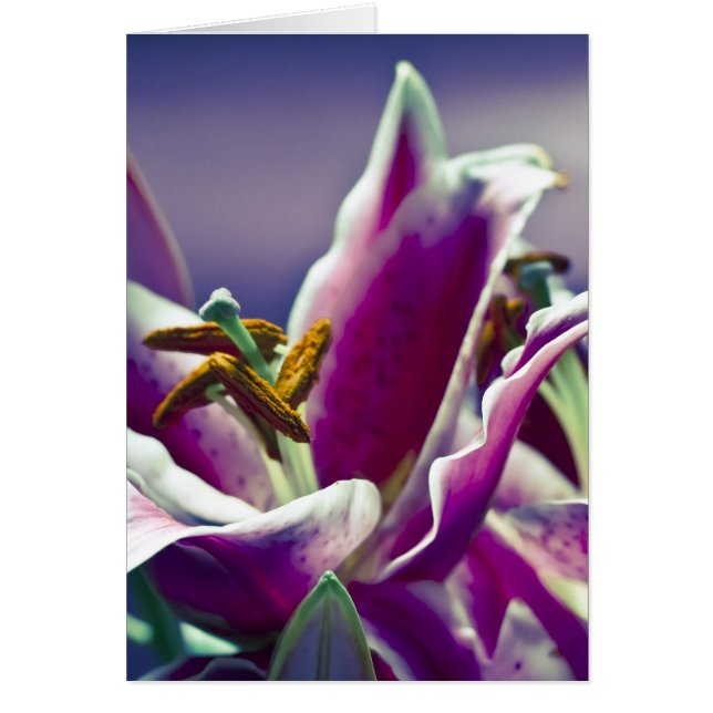 Cartão Stargazer Lily (Frente)