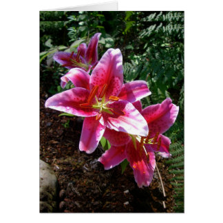 Cartão Stargazer Lily