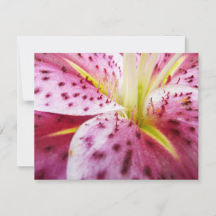 Cartão Stargazer Lily Bright Magenta Floral