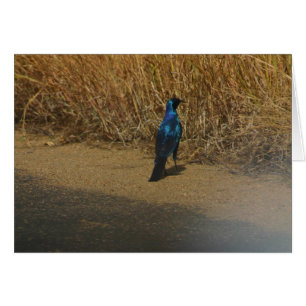 Cartão Starling Azul-orelhudo