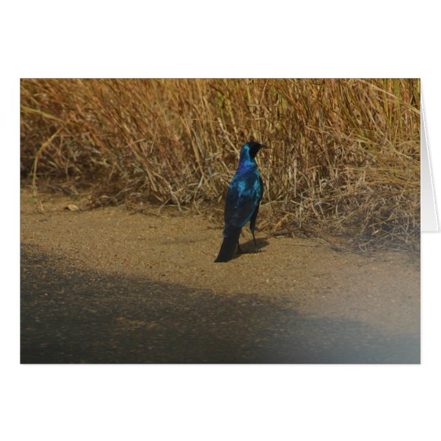 Cartão Starling Azul-orelhudo (Frente Horizontal)