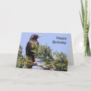 Cartão Starling em uma placa de aniversário personalizada