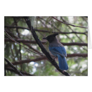 Cartão Stellar Jay - Yosemite