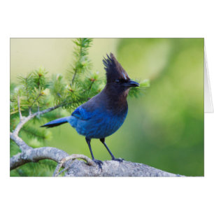 Cartão Steller's Jay