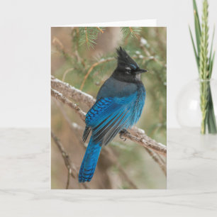 Cartão Steller's jay bird in tree