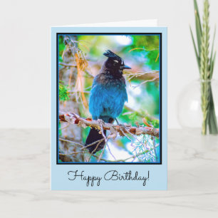 Cartão Steller's Jay - Fotografia original