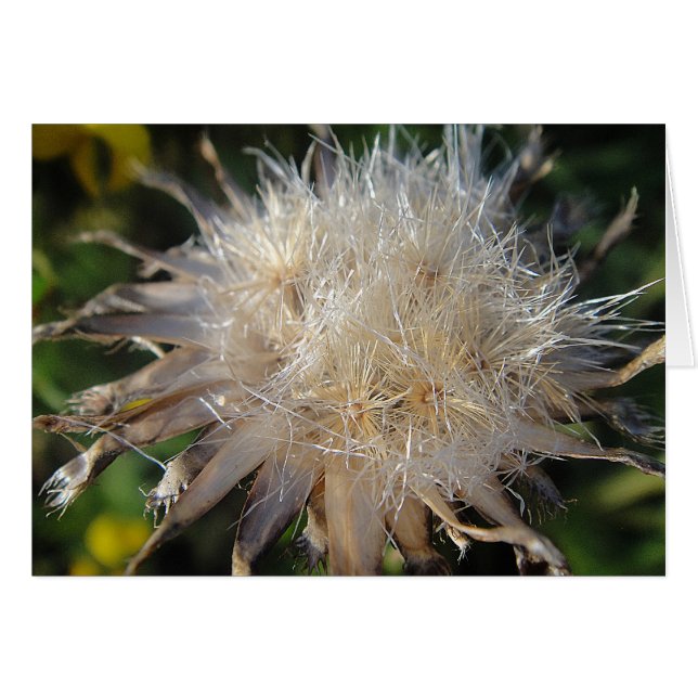 Cartão Sternförmige Strohblüte, Grusskarte, blanko (Frente Horizontal)