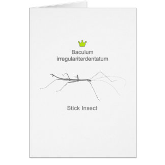 Cartão Stick Insect g5