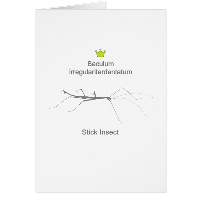 Cartão Stick Insect g5 (Frente)