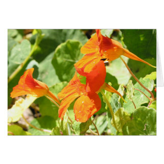Cartão Stinson Nasturtiums