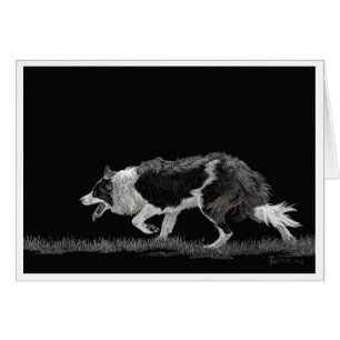 Cartão Storm the Border Collie