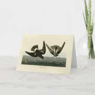Cartão Stormy Petrel from Audubon's Birds of America