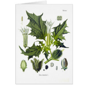Cartão Stramonium do estramónio