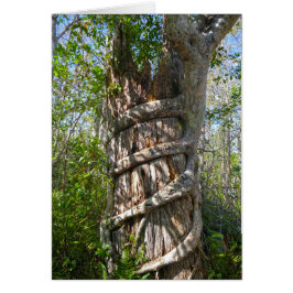 Cartão Strangler Fig, Big Cypress Swamp, Florida