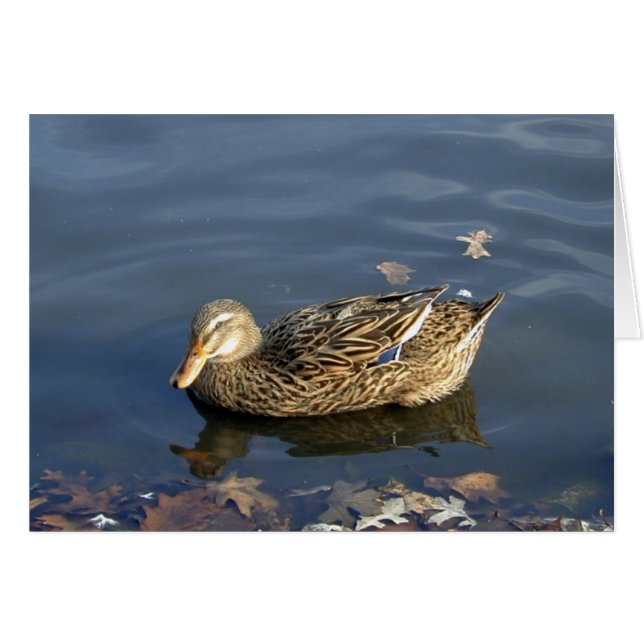 Cartão Stripey Duck (Frente Horizontal)