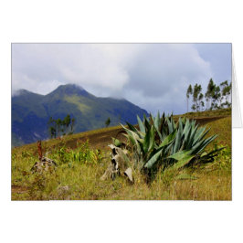 Cartão Succulent Equador