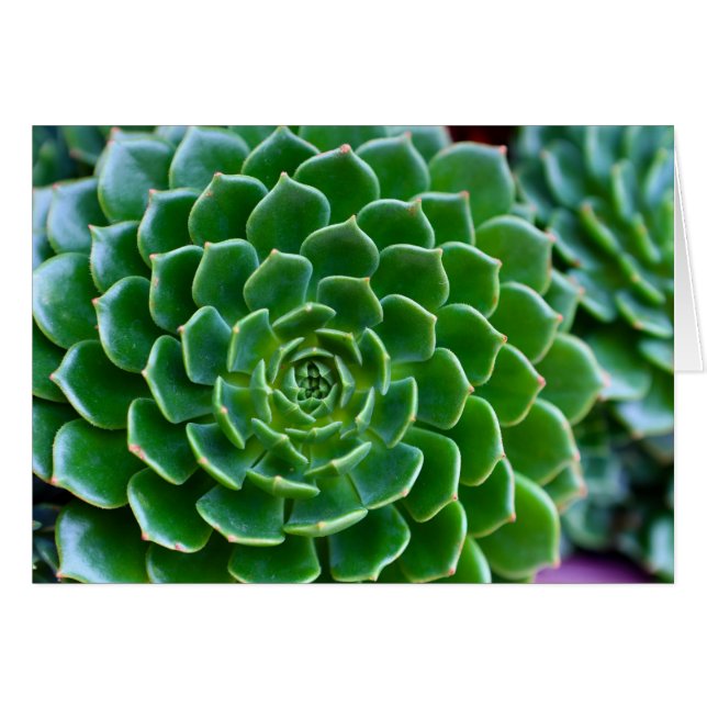 Cartão Succults - Echeveria (Frente Horizontal)