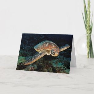 Cartão Sulawesi   Green Sea Turtle