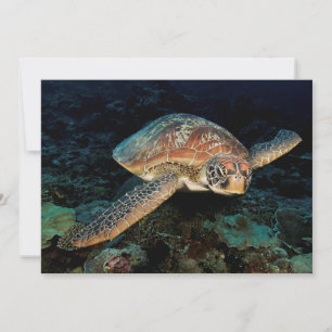 Cartão Sulawesi   Tartaruga Marinha Verde