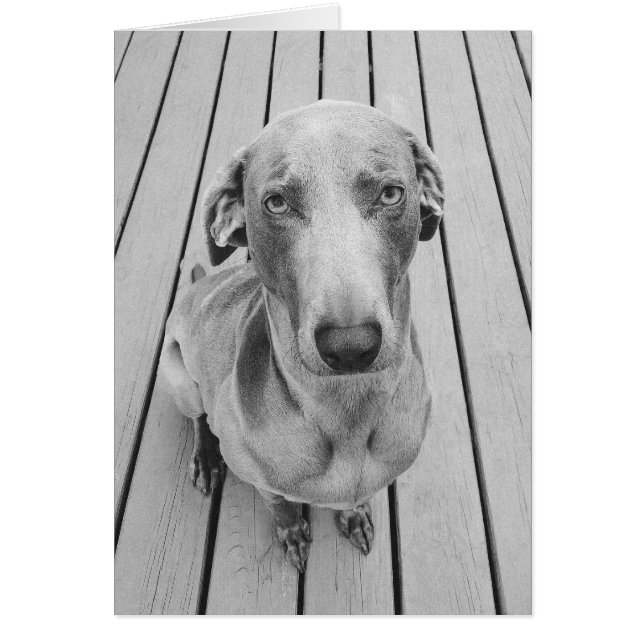 Cartão Sullen Weimaraner B&W (Frente)