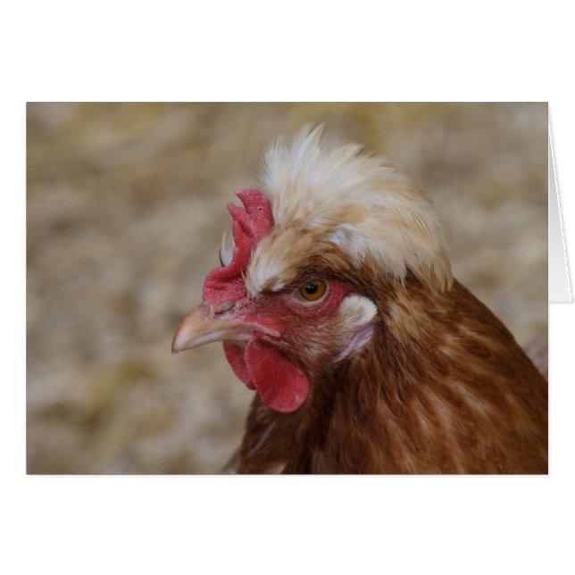 Cartão Sulmtaler Hen (Frente Horizontal)