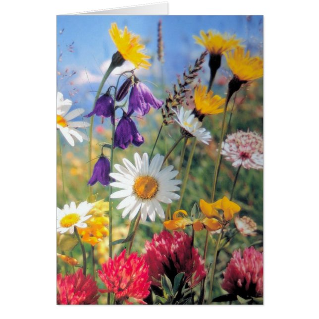 Cartão Summer Blooms (Frente)