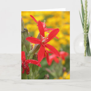 Cartão summer flowers - royal catchfly