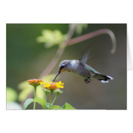 Cartão Summer Humming