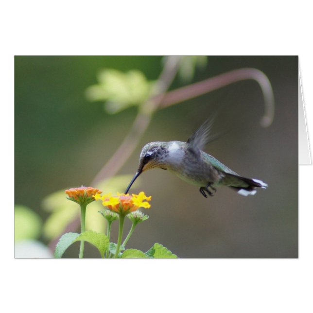 Cartão Summer Humming (Frente horizontal)