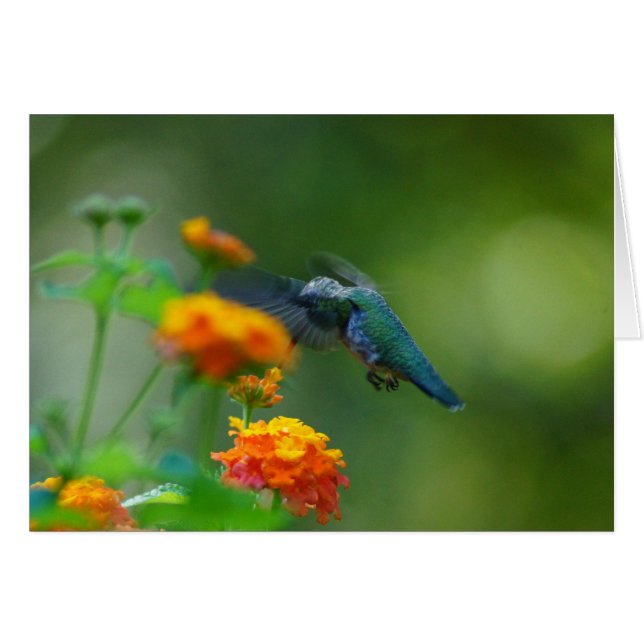 Cartão Summer Humming (Frente Horizontal)