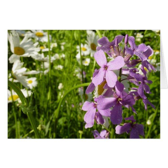 Cartão Summer Lilac e Daisies (Frente Horizontal)