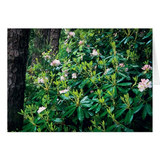 Cartão Summer Rhododendrons (Frente Horizontal)