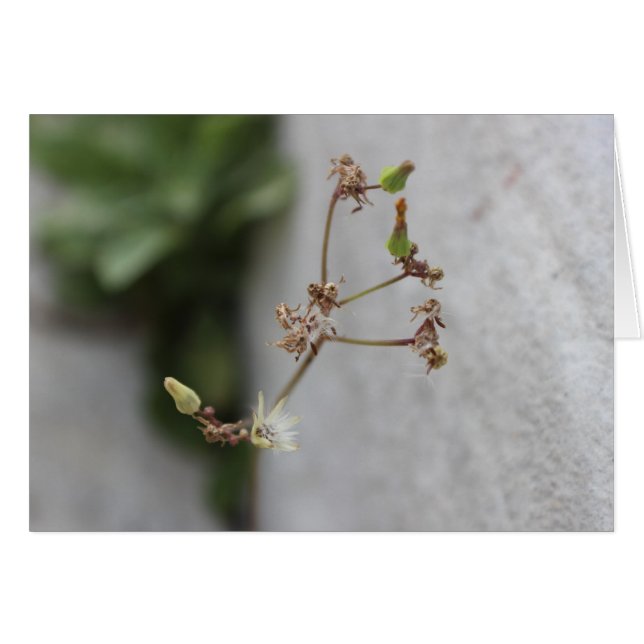 Cartão Summer Wish Weed (Frente Horizontal)