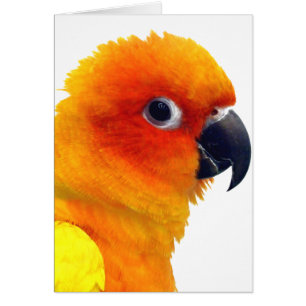 Cartão Sun brilhante Conure
