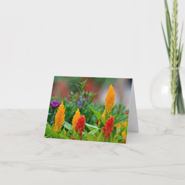 Cartão Sun colore Notecard (Frente)