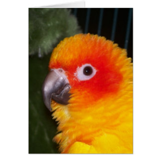 Cartão Sun Conure