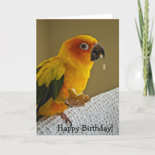 Cartão Sun Conure Bird Blank Greeting Card