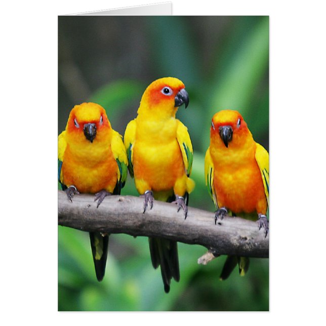 Cartão Sun Conures (Frente)