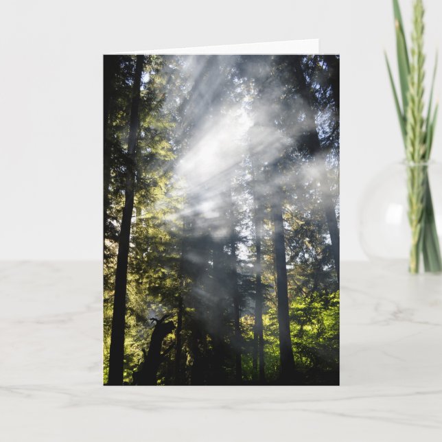 Cartão Sunbeams (Frente)